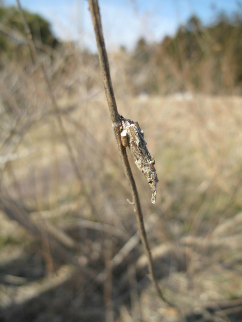 IMG_4383.jpg