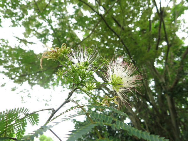 IMG_4680.jpg