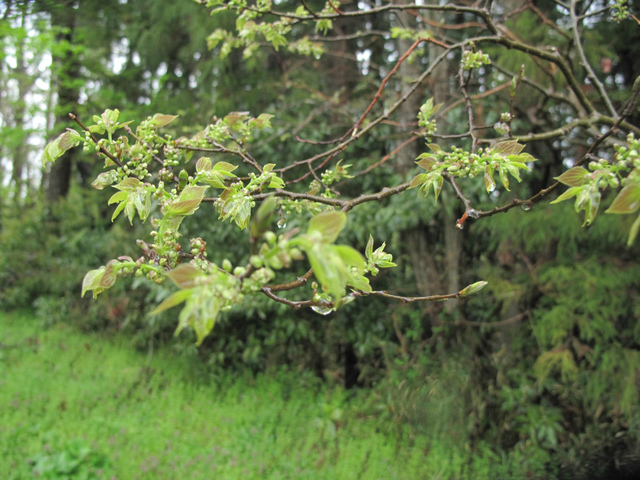IMG_5585.jpg